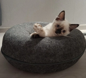 Nur noch zwei Kitten sind frei.!!!