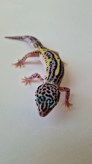 0.1 Black Night Mack Snow Eclipse 
