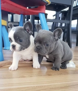 Französische Bulldoggen Welpen suchen ein schönes Zuhause 