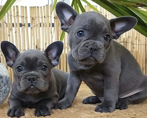Zuckersüße sportliche Französische Bulldoggen Welpen Blue Lilac