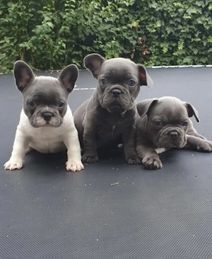 Zuckersüße sportliche Französische Bulldoggen Welpen Blue Lilac