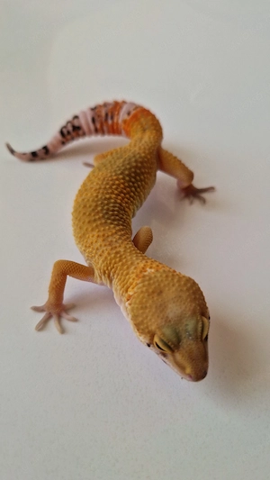1.0 Mandarin Tangerine Bold Cross