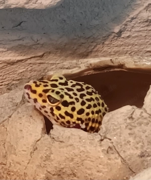 Leopardgeckos, zwei weibchen