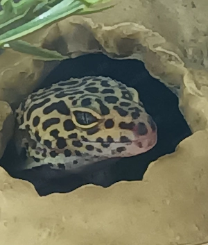 Leopardgeckos, zwei Mädchen 