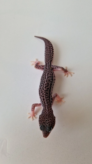 0.1 BNMSS het. Raptor
