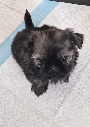 Bezaubernde Shih-Tzu Welpen (Weibchen) in gute und liebevolle Hände abzugeben 