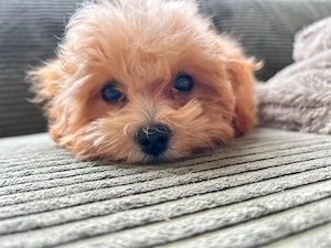 Maltipoo Welpe Rüde 15 Wochen