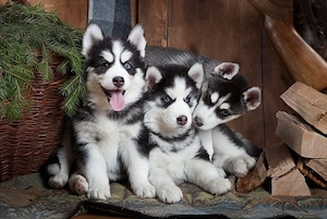 Siberian Husky Welpen