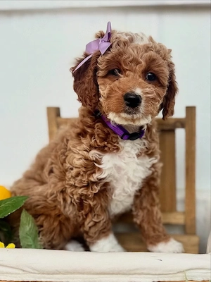 8 Wochen alter Mini-F1B-Goldendoodle-Welpe 