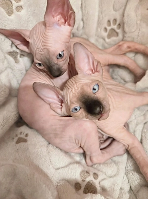 Sphynx- Kitten 