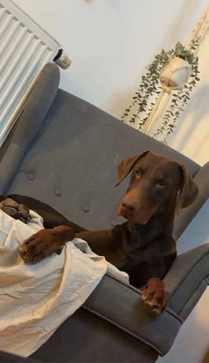 Dobermann rüde 10 monate