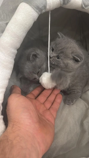 Bkh katzen abzugeben geboren 03 26