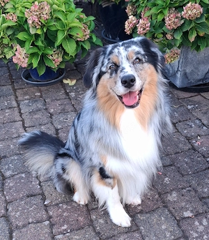 Australian Shepherd Deckrüde ASCA Papiere DNA CP