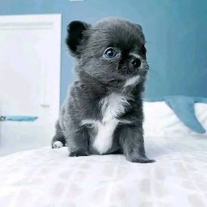 Bezaubernde Chihuahuawelpe