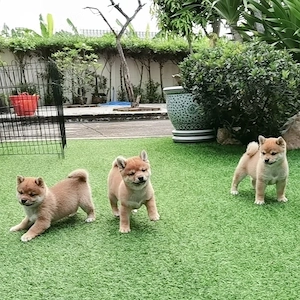 Bezaubernde Shiba Inu welpen