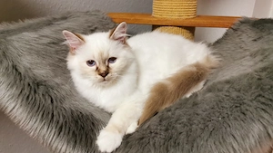 Heilige Birma Kater (Chokolate Tabby Point)