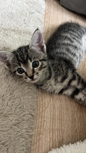 3 Kitten abzugeben 6 Wochen 