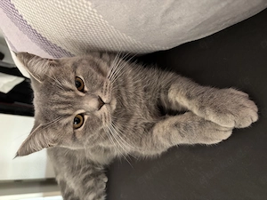 Liebevoller BKH-Kater (8 Monate) sucht schönes Zuhause als Einzelkater