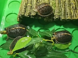 Cuora Flavomarginata-Gelbrandscharnierschildkröte