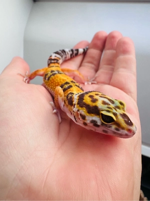 leopardgecko männchen (Inferno Tremper Albino)