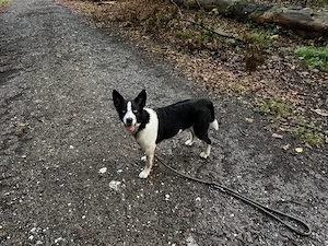 Australian -Shepherd -Husky -Mix -Hündin sucht ein liebevolles Zuhause