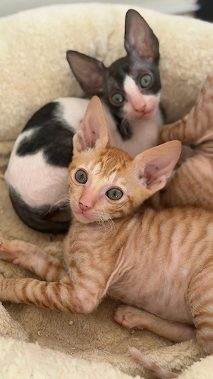 Reinrassige Cornish Rex Kitten mit Papieren 