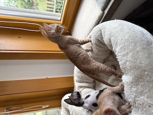 Wunderschöne reinrassige Cornish Rex Kitten mit Papieren 