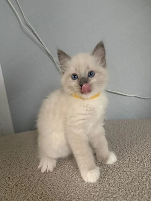 Ragdoll kitten Blue mitted