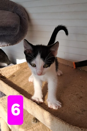 Aufgeweckte süße Baby-Hauskatzen