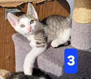 BabyHausKatze sucht noch dringend einen Platz