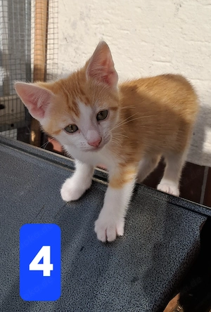 Aufgeweckte süße Baby-Hauskatzen