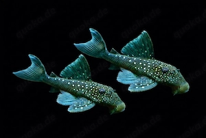 L128 Hemiancistrus spec Blauer Phantomwels