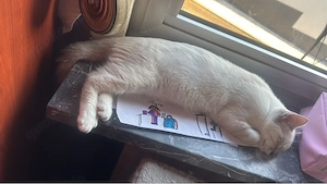 3 super süsse verschmusste kater suchen neuen dosen öffner 