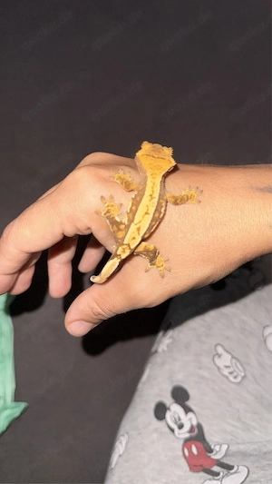 Kronengecko Jungtiere Correlophus