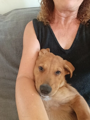Willy, 13 Wochen, Rüde 