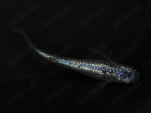 Medaka Neptune Longfin - Reisfische für Teich & Aquarium