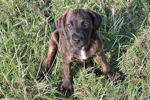 Lotti Labradormix sucht neues Zuhause