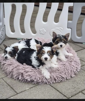 Biewer Yorkshire Terrier Welpen Yorki mit Papieren Ahnentafel