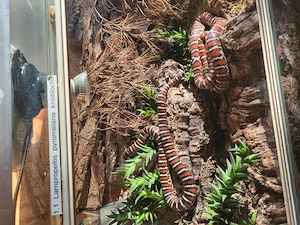 1.1   Königsnattern -Lampr.p.  Hondurensis