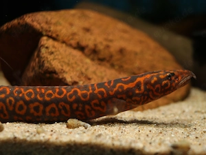 Mastacembelus sp. Rosette - Stachelaal - Malawis - Aquarium