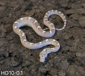 Ghostblood Motley, Granite Motley Pied 2026
