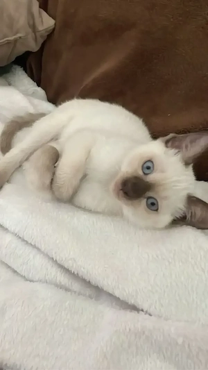 2 reinrassige Siam-Kitten (Seal Blue Point) suchen ein liebevolles Zuhause