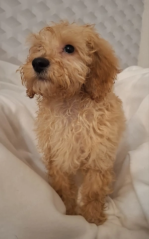 Maltipoo welpen Hündin und Rüden 