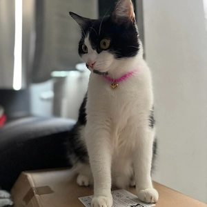 Katze Sky sucht ein neues Zuhause 
