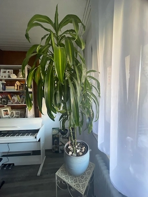 Drachenbaum