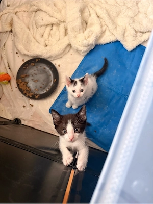 6 süße Kitten suchen ein liebevolles Zuhause   