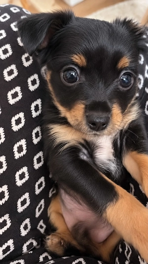    Langhaarigen  Russische Toy Terrier Welpen   schwarz & Kapucino   jetzt reservieren