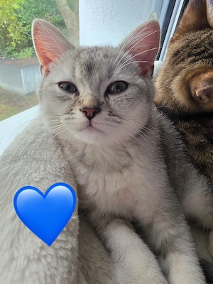    BKH-KITTEN    2 Buben    | 1 Mädchen       Bereit für ihre neue Familie!    Liebevoll aufgezogen 