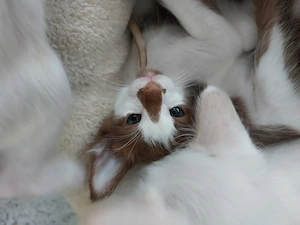 OLH, Javanesen und Balinesen Kitten 