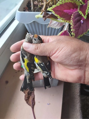 vögel zu verkaufen 